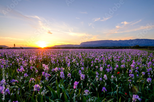 Obraz na płótnie Champ d'iris pallida en Provence, France, coucher de soleil. Montagne Sainte-Victoire en arrière-plan. w salonie
