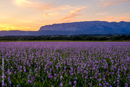 Obraz na płótnie Champ d'iris pallida en Provence, France, coucher de soleil. Montagne Sainte-Victoire en arrière-plan. w salonie