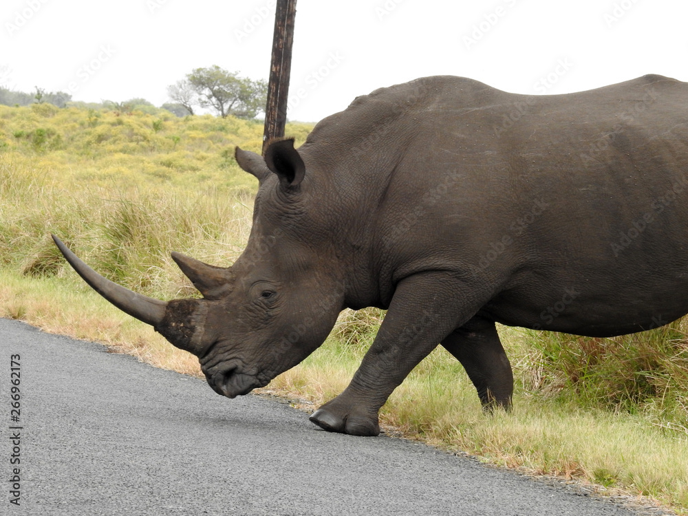Obraz premium Black rhino crossing the road. South Africa