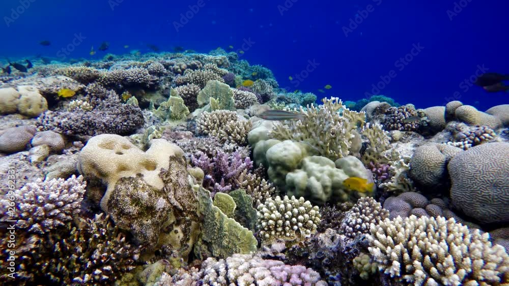 custom made wallpaper toronto digitalBeautiful corals. Underwater life in the ocean. Tropical fish. 