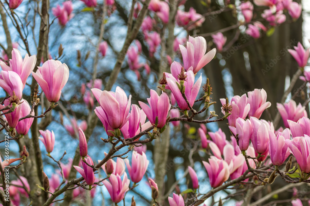 Obraz premium Beautiful texture of magnolio flowers (magnolia soulangeana) over blue sky