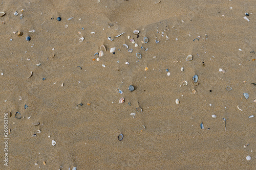 Muscheln und Sand am Strand