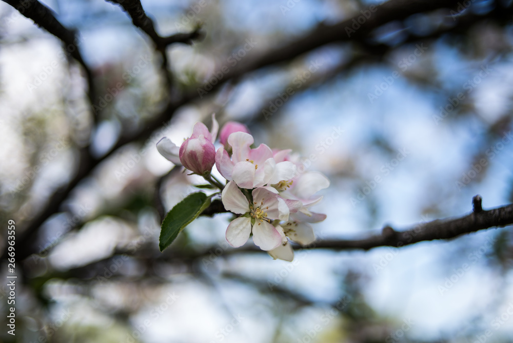 Spring blossom of apple Spring blossom of apple