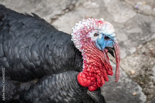 Portrait of male Turkey