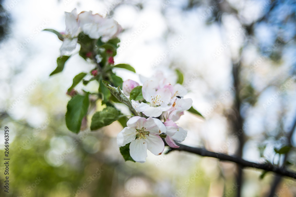 Apple garden in the spring Apple garden in the spring