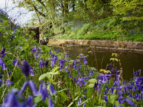 Bluebells at Brock Burn
