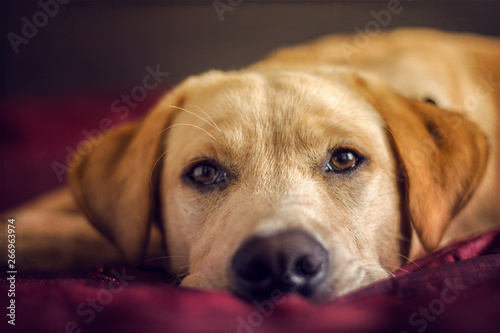 QUIET DOG IN THE BED