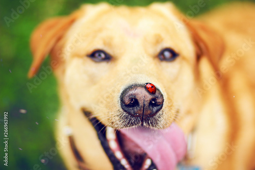  BEAUTIFUL DOG       WITH A LADYBIRD IN THE NOSE