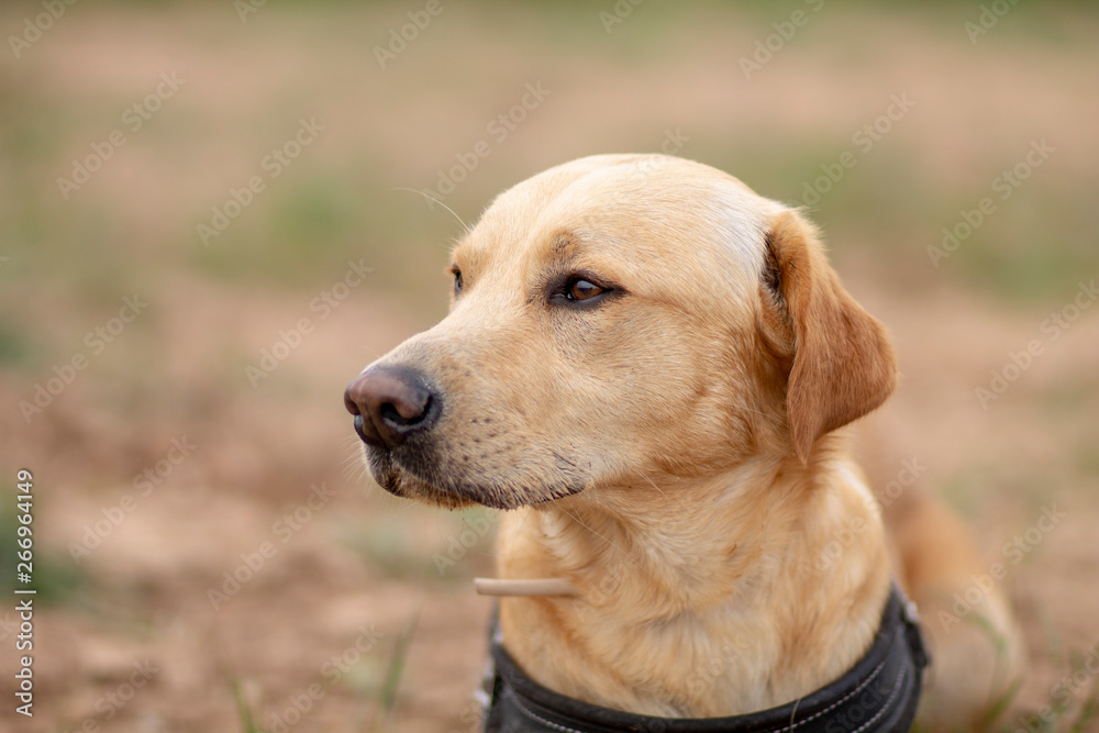 HAPPY DOG ENJOYING NATURE