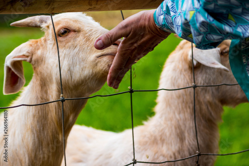 Feeding goats