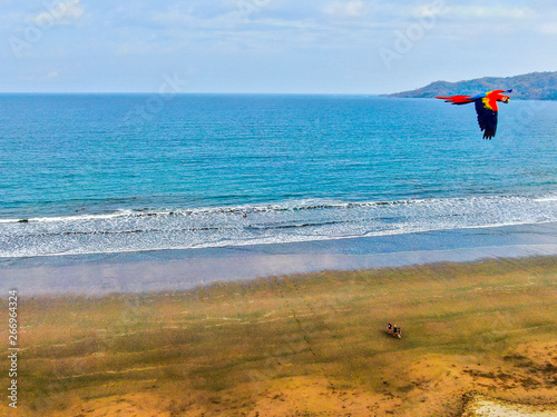 macaw on the beach