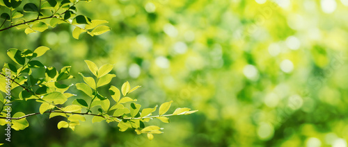 Summer green leaves on a shiny background