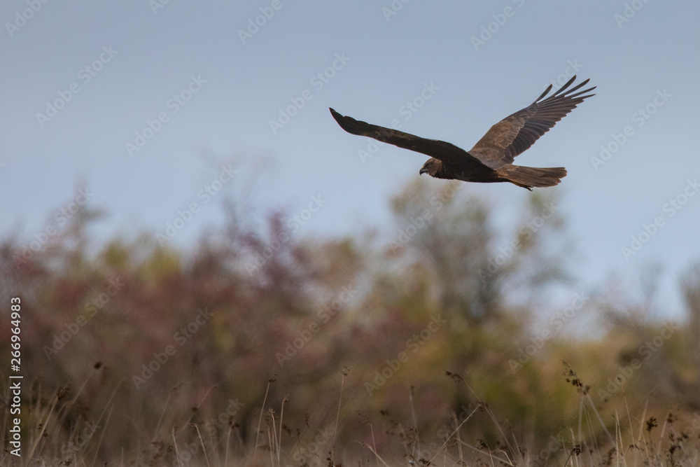 Western marsh harrier flying over the meadows and looking for its prey in Evros Delta, Greece Western marsh harrier flying over the meadows and looking for its prey in Evros Delta, Greece