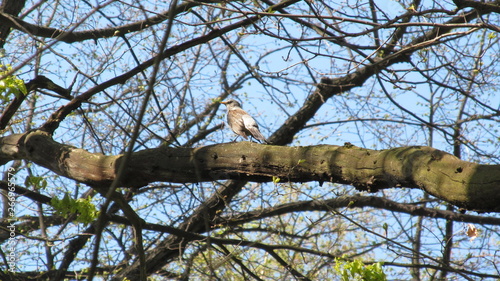 the bird sits on a tree against the blue sky