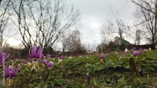 Dogtooth violet. Erythronium japonicum photo