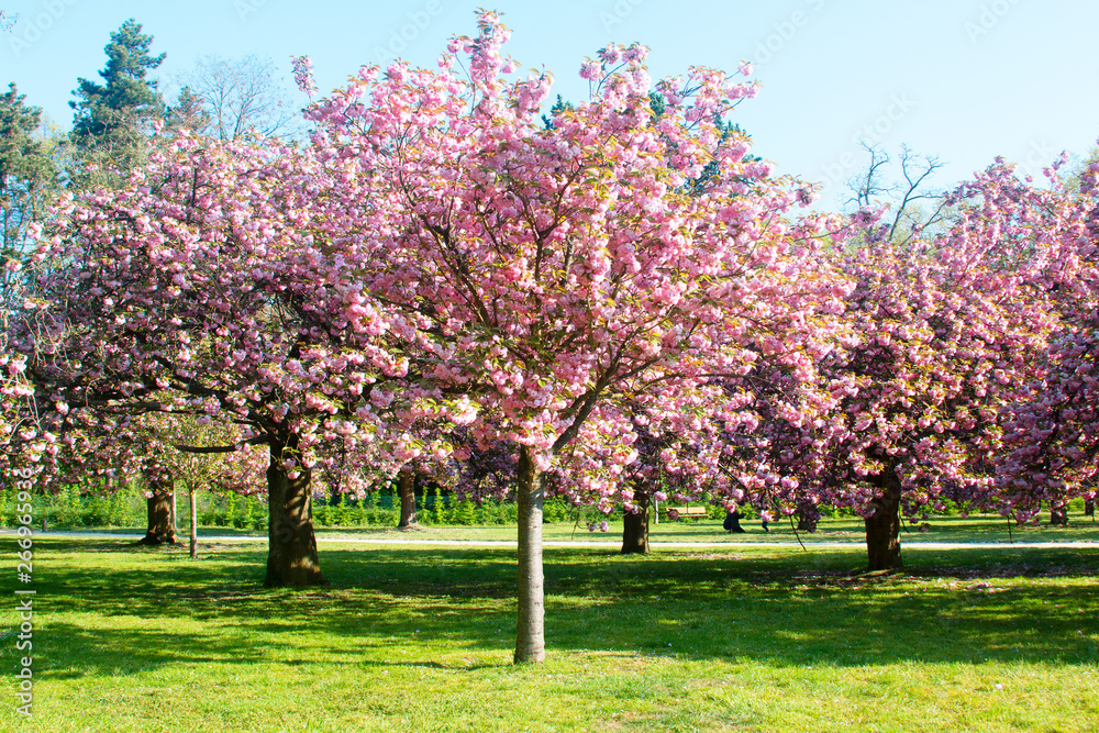 Alley with cherry blossoms in the park. Paris, France Alley with cherry blossoms in the park. Paris, France