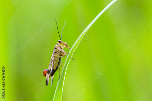 Male scorpion fly with motley wings sits on a green leaf
