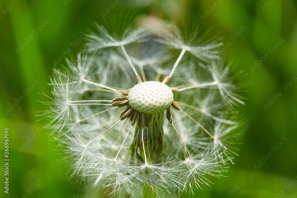 Bloomed dandelion from green grass Bloomed dandelion from green grass