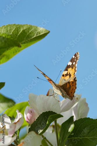 Butterfly painted lady. Vanessa cardui