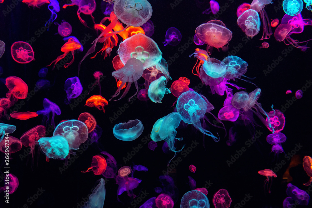 Colorful Jellyfish underwater. Jellyfish moving in water. - obrazy, fototapety, plakaty 