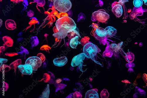Fotografie, Tablou Colorful Jellyfish underwater. Jellyfish moving in water.