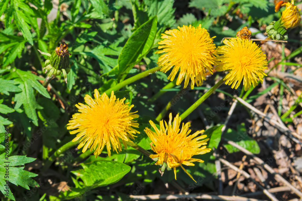 Spring background with green grass and yellow dandelion. Grass and flowers in spring. Spring background with green grass and yellow dandelion. Grass and flowers in spring.