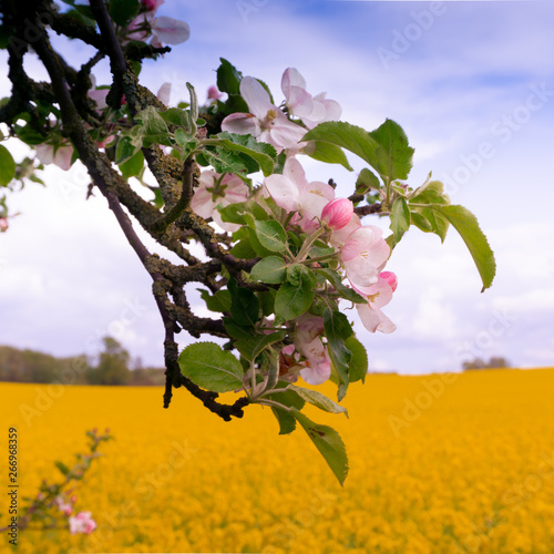 Obraz na płótnie Fruit blossom in front of rape field in selective focus w salonie