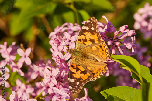 Butterfly painted lady. Vanessa cardui photo