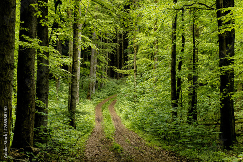 Obraz na płótnie Forest path with green trees in early summer w salonie