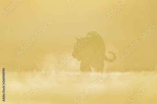 Tiger silhouette in morning yellow foggy light. Siberian tiger, Panthera tigris altaica