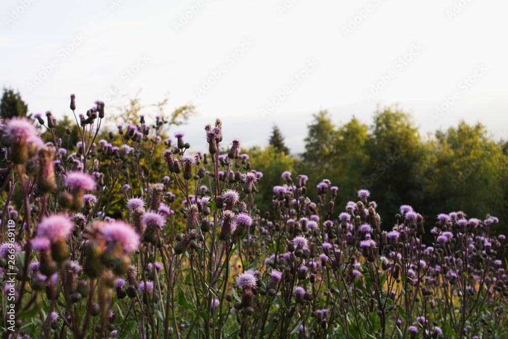 Cirsium arvense (field thistle) in a field during a summer sunset in Czech republic, Europe.
