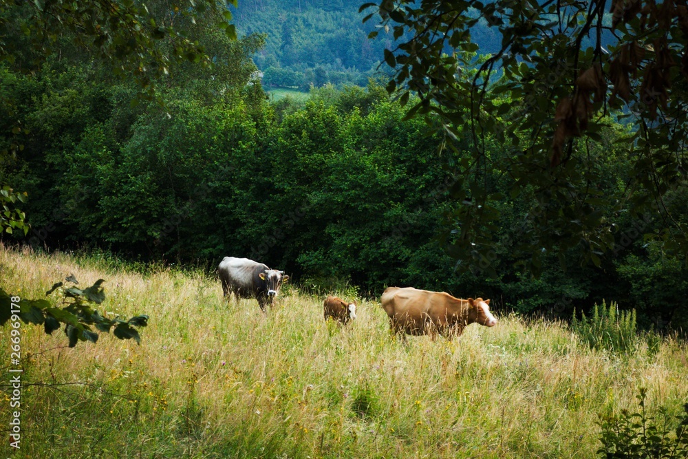 Cows grazing on pasture in summer Cows grazing on pasture in summer