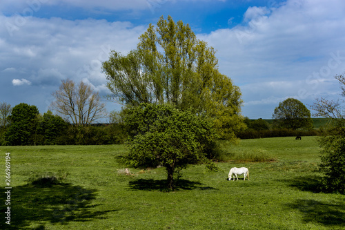Obraz na płótnie white horse in the meadow w salonie
