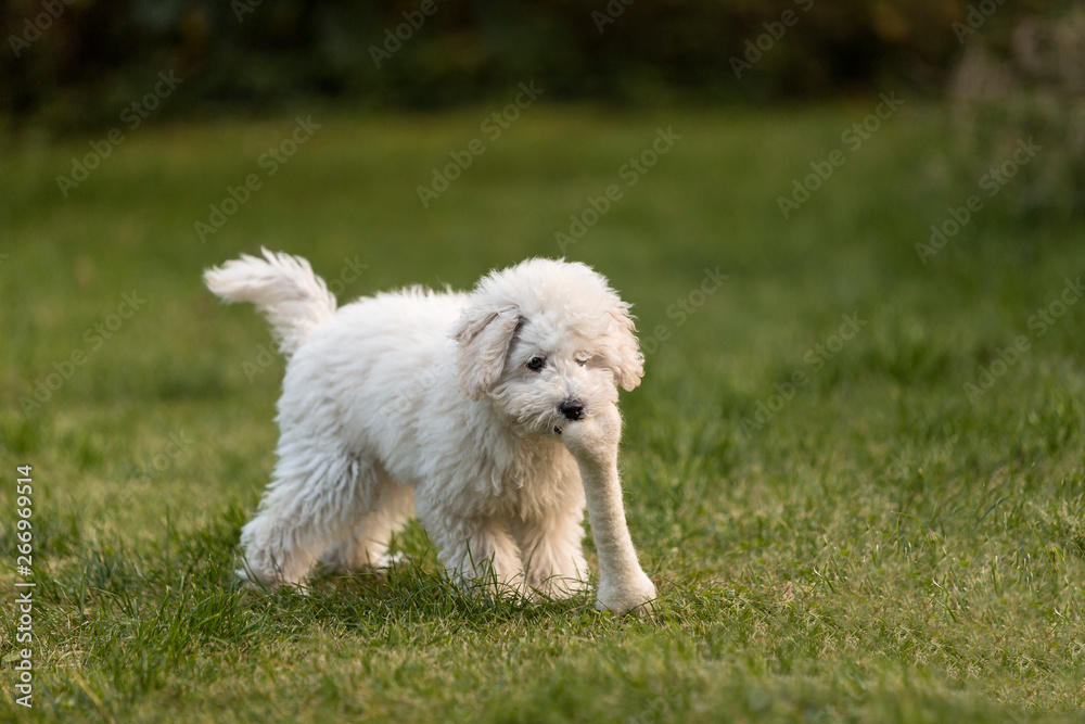 White Poodle puppy playing in the garden White Poodle puppy playing in the garden