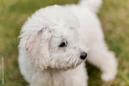 Portrait of a white Poodle puppy © BirgitKorber