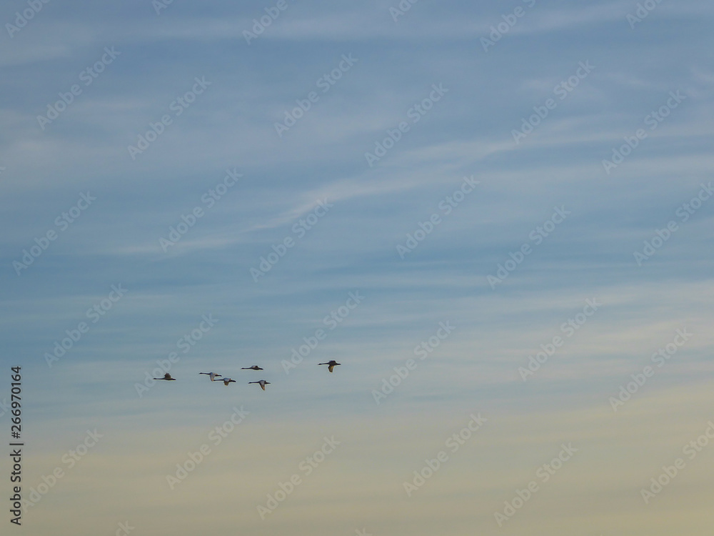 A flock of birds crossing the morning sky. A group of birds forms a nice formation. The birds migrate to a warmer country for winter. Sky has very soft colors