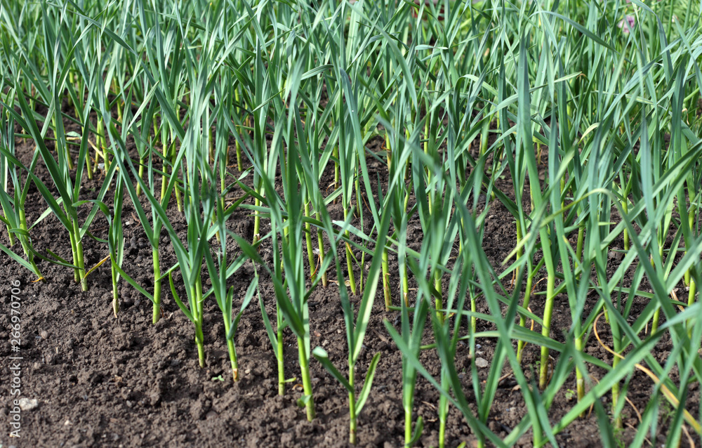 Obraz premium garlic grows in field beds