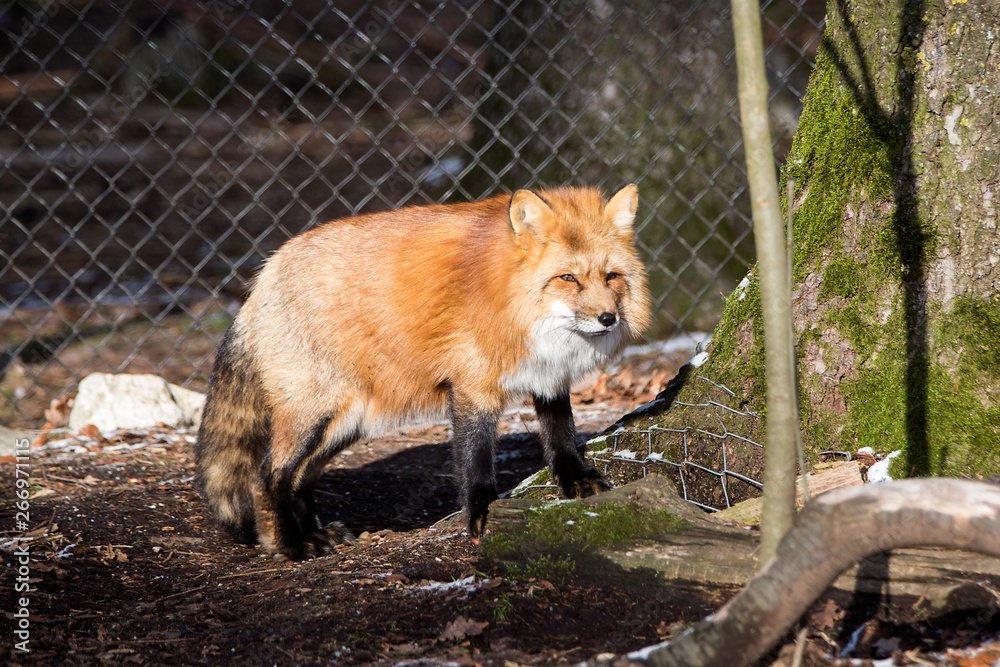Obraz premium Orange fox