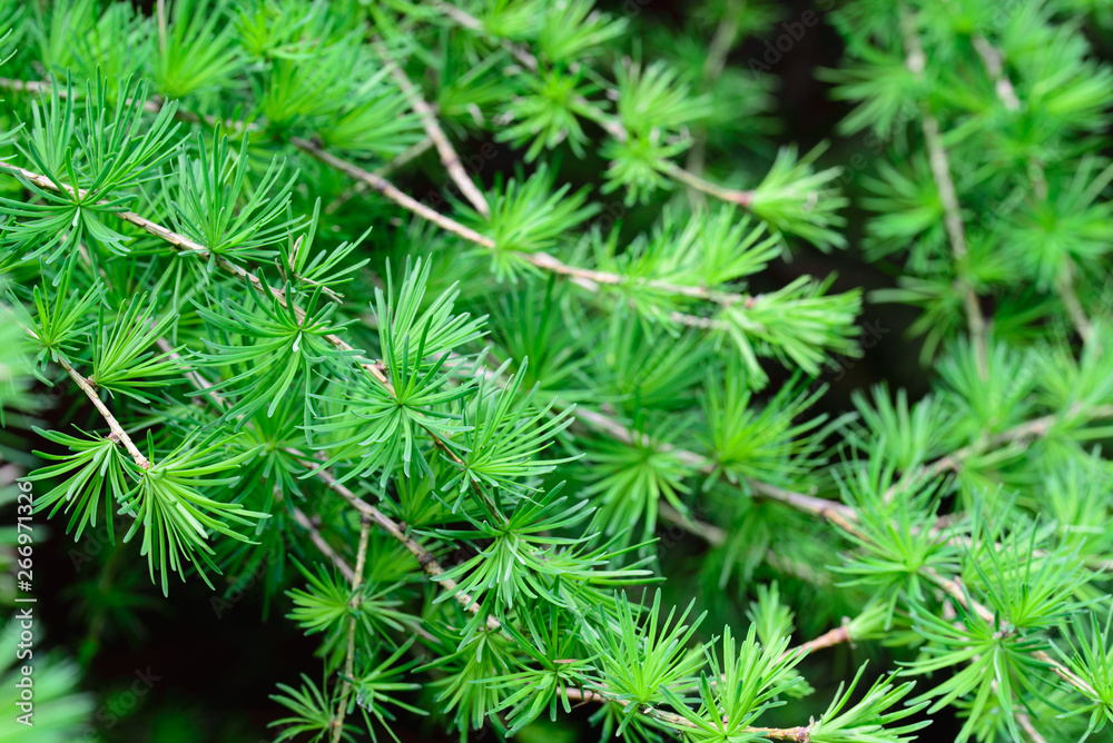 larch, larix fresh green foliage macro larch, larix fresh green foliage macro