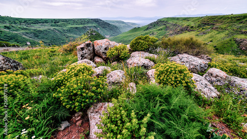 trees and flowers in the mountains in nature 4