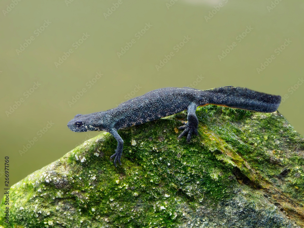 Fototapeta premium Balkan crested newt or Buresch's crested newt Triturus ivanbureschi