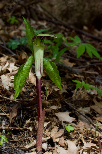 Macro view of an attractive jack-in-the-pulpit wildflower blooming in its native woodland forest habitat