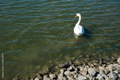 Swan in river Haringvliet, near nature park Tiengemeten. The Netherlands 3 photo