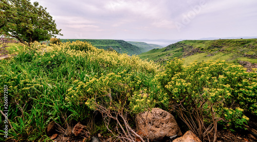 trees and flowers in the mountains in nature 2