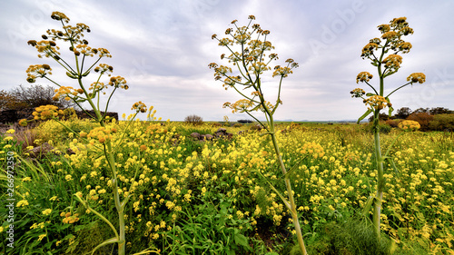 field of yellow flowers