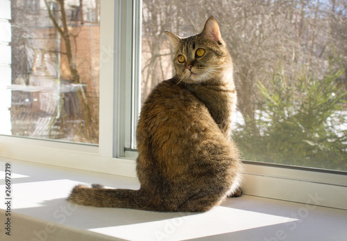 Cat sits on the windowsill and looking over the shoulder inside open window with mosquito net.