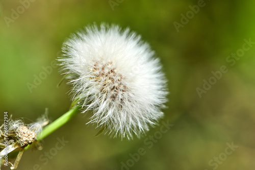 Bloomed dandelion in nature grows from green grass. Old dandelion closeup