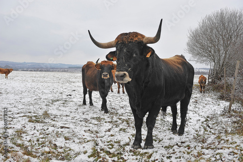 image of cattle in freedom