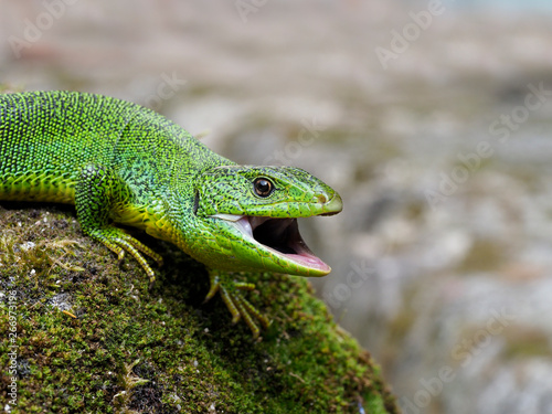 Balkan green lizard  Lacerta trilineata