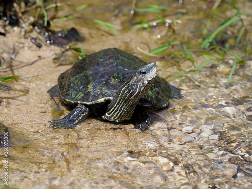Caspian turtle or stripe necked turtle, Mauremys caspica